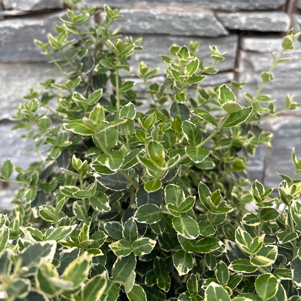 Euonymus Emerald N Gaiety - Shrubs - Windyridge Garden Centre
