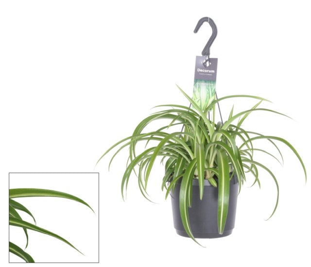 Chlorophytum com. Bonnie  P18, hanging pot