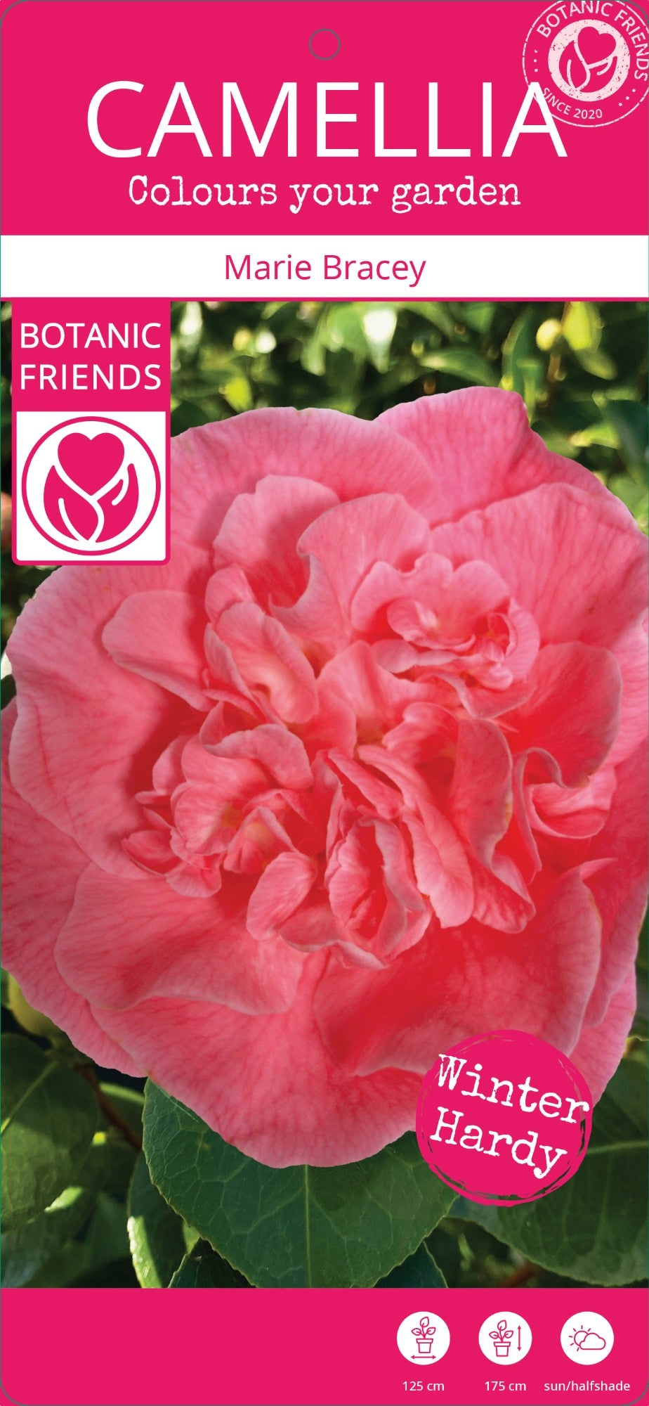 Camellia jap. Marie Bracey C10