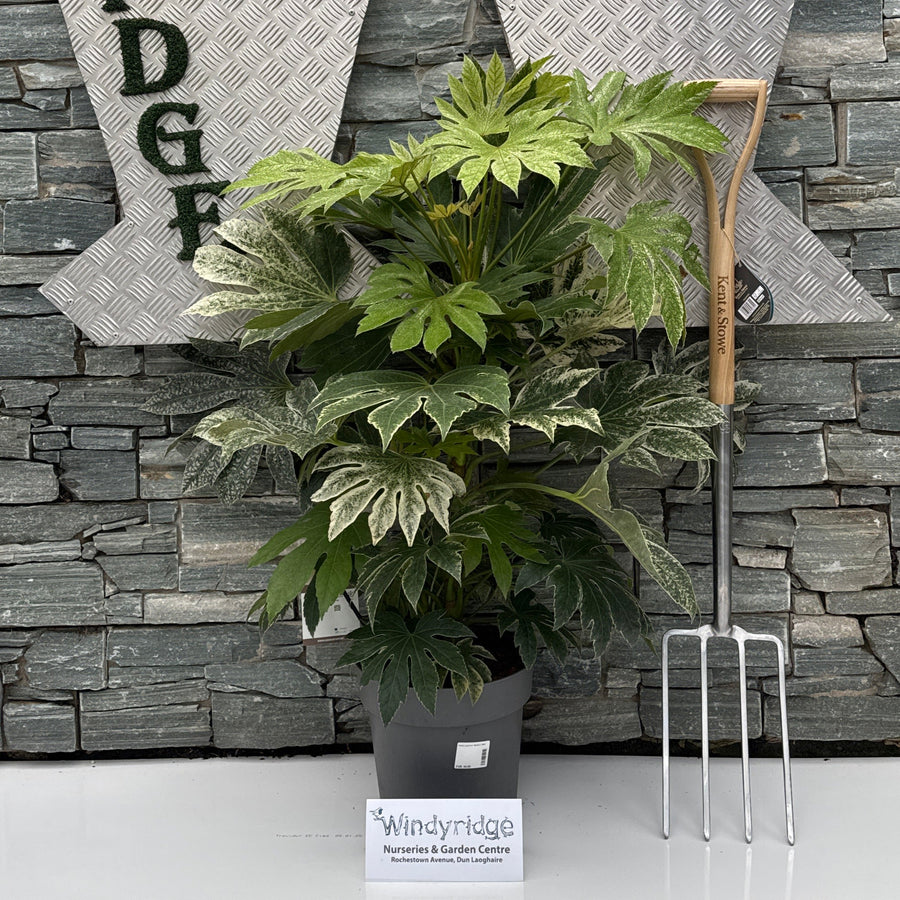 Fatsia Japonica Spiders Web - Shrubs - Windyridge Garden Centre