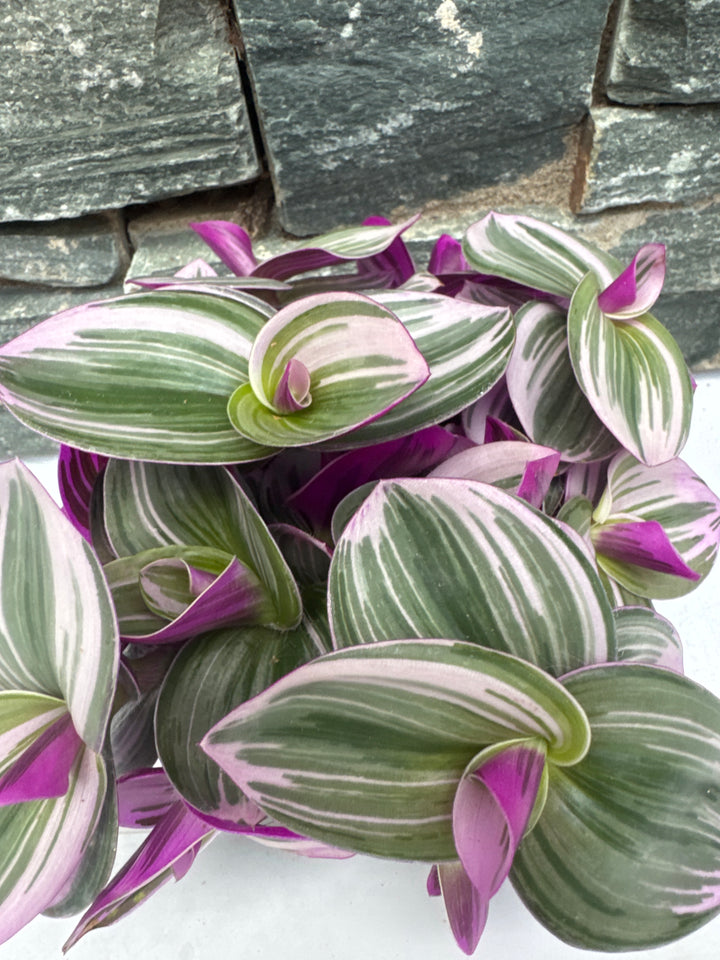 Tradescantia albif.  Nanouk  .