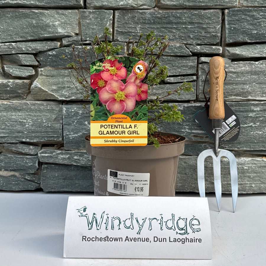 Potentilla Frut. Glamour Girl - Shrubs - Windyridge Garden Centre