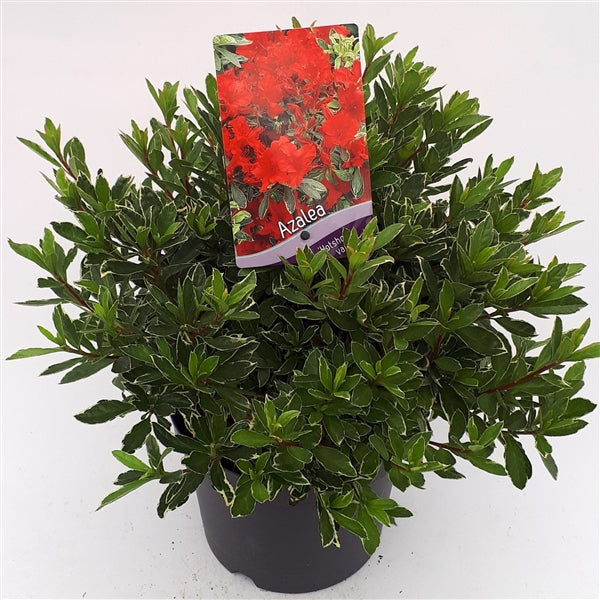Azalea (J) Hot Shot Variegata - Shrubs - Windyridge Garden Centre