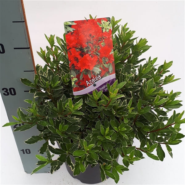 Azalea (J) Hot Shot Variegata - Shrubs - Windyridge Garden Centre