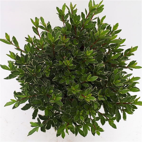 Azalea (J) Hot Shot Variegata - Shrubs - Windyridge Garden Centre