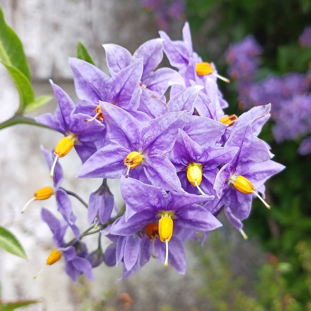 Solanum Crispum glasnevin