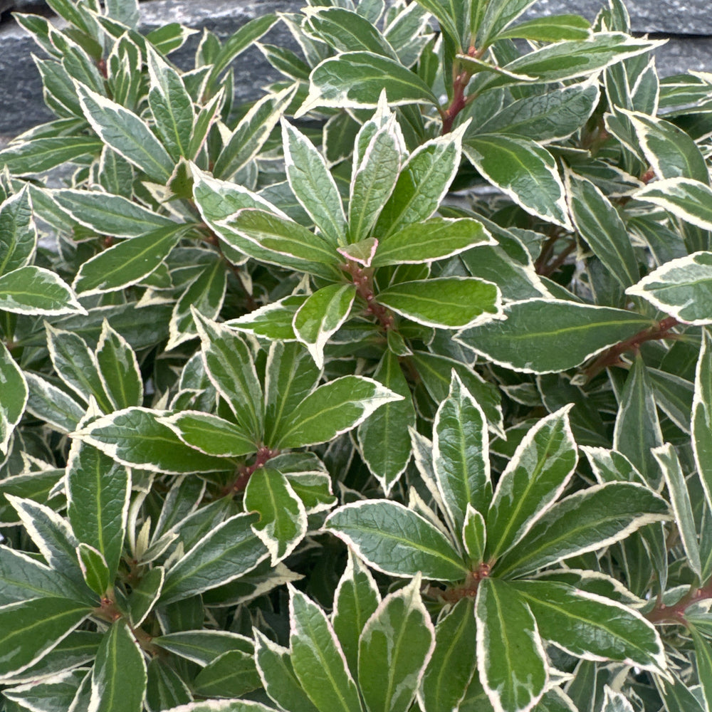 Pieris Jap. Little Heath  2 Ltr Pot - Shrubs - Windyridge Garden Centre