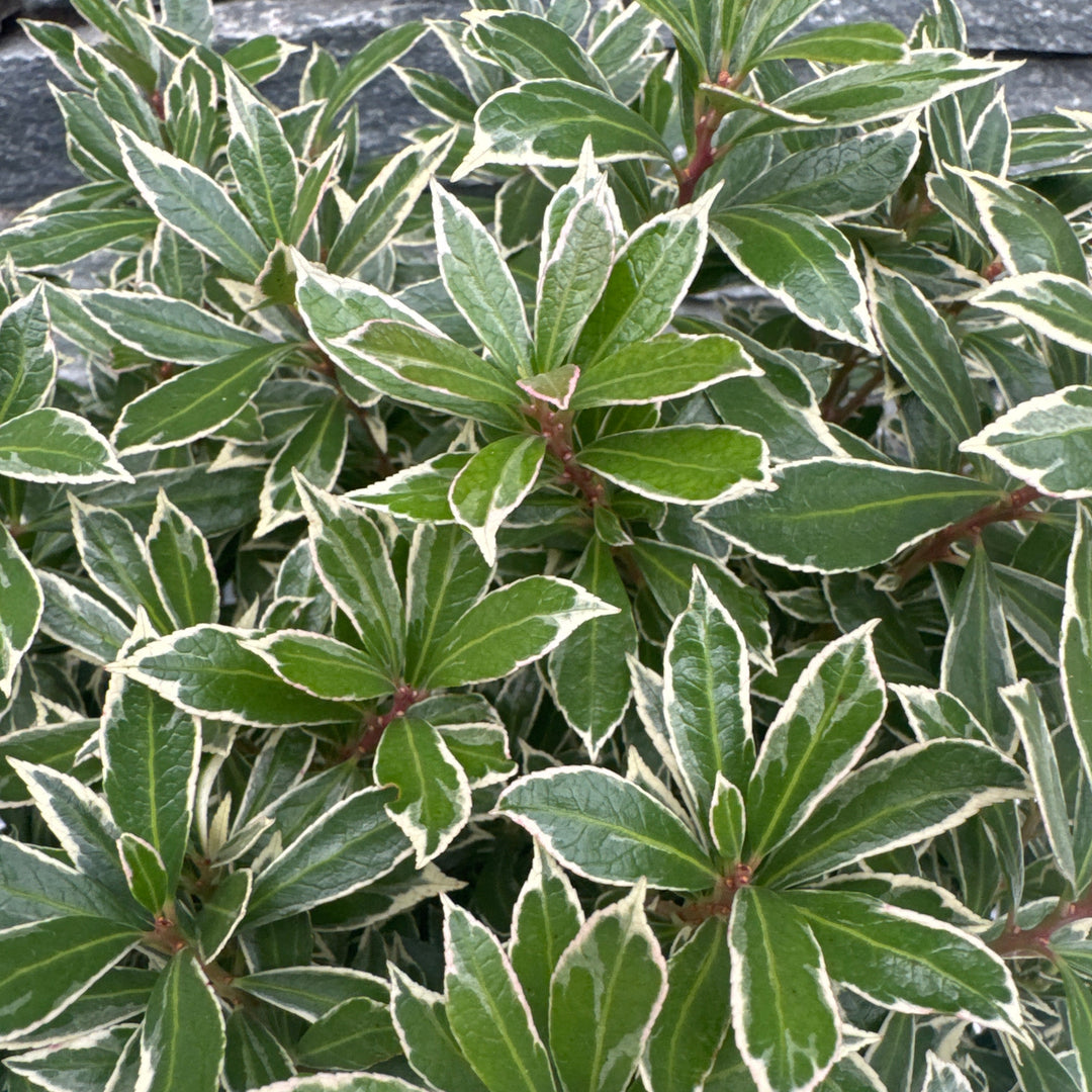 Pieris jap. Little Heath  2 Ltr pot