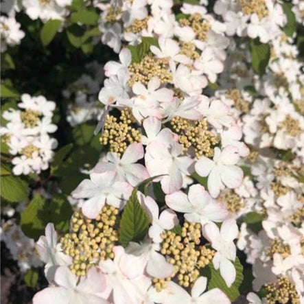 Viburnum Plic Kilimandjaro Sunrise Pbr - Shrubs - Windyridge Garden Centre