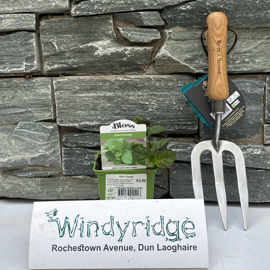 Mint Orange - Grow Your Own - Windyridge Garden Centre