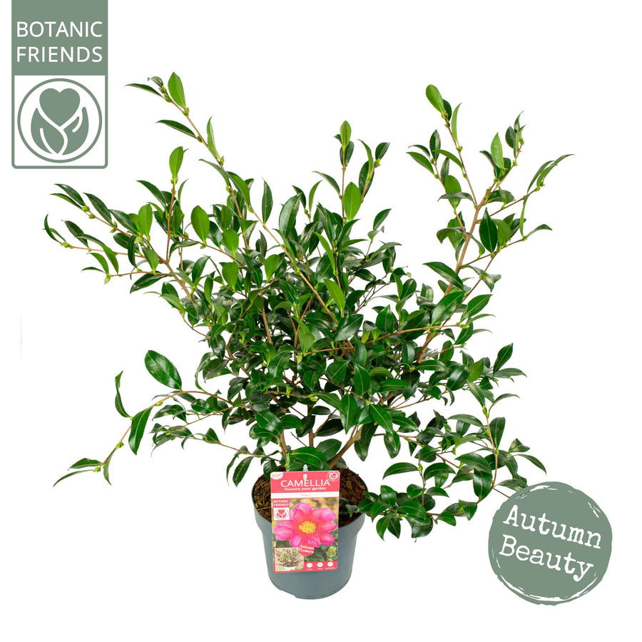 Camellia-sas.-Red-Potted-1