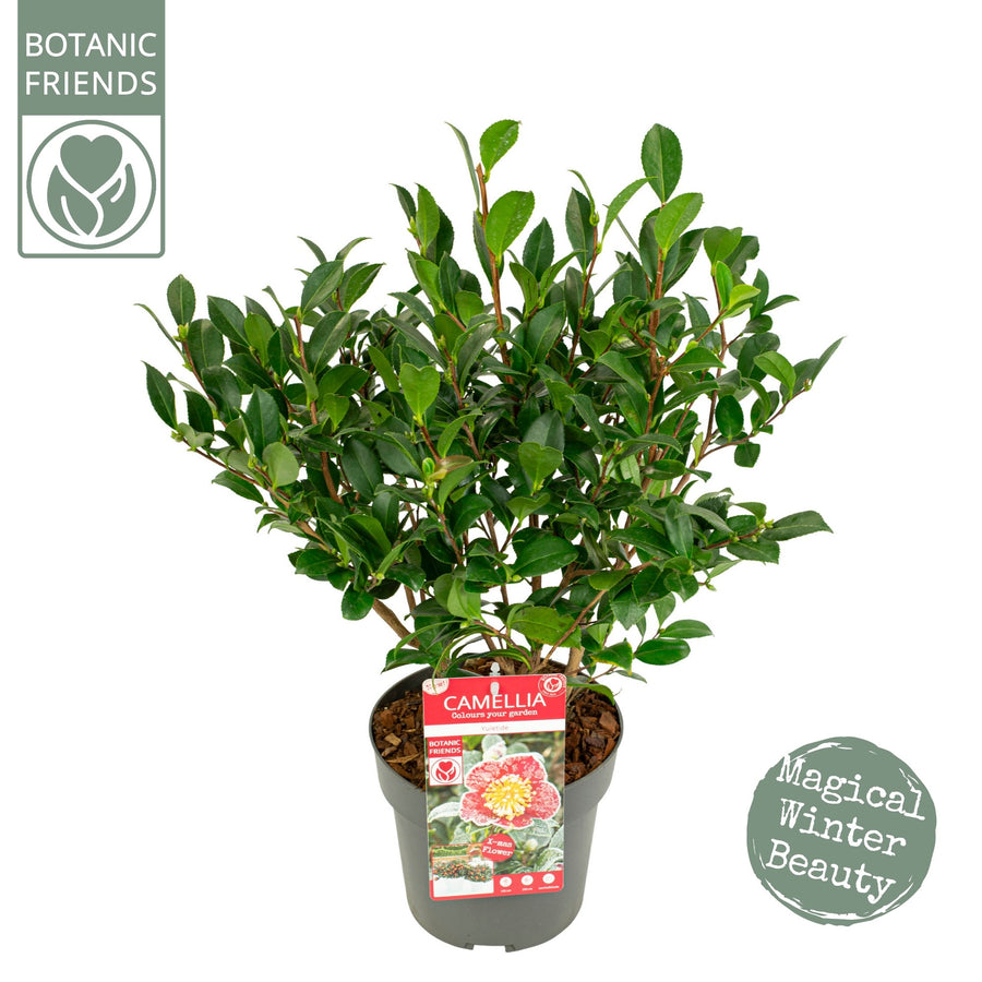 Camellia-sas.-Yuletide-Potted-1