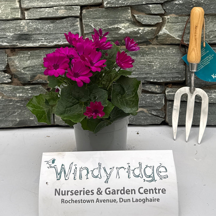 Senetti Seneico Mandala Magenta - Bedding - Windyridge Garden Centre