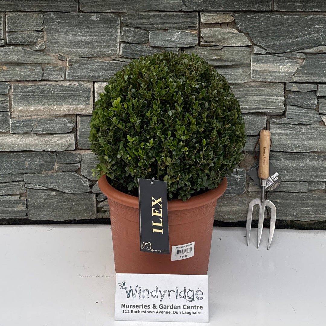 Ilex cr. Caroline Upright P26 (7.5 LTR) BALL-35-40CM