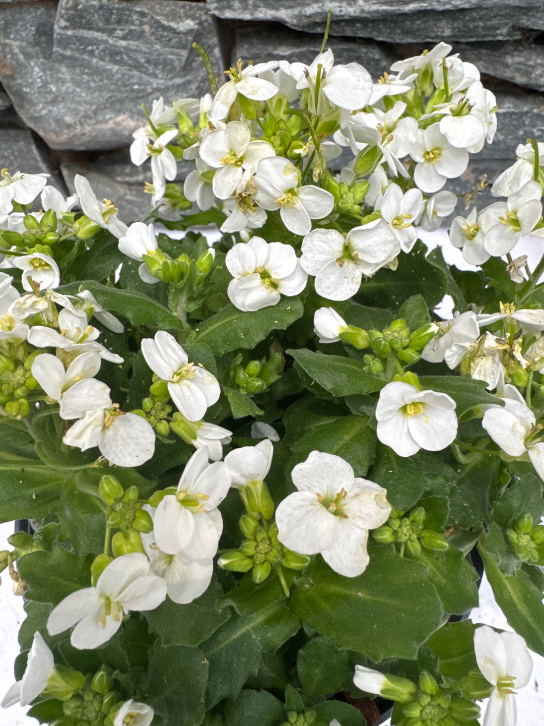Arabis Caucasia Aubris White - Bedding - Windyridge Garden Centre