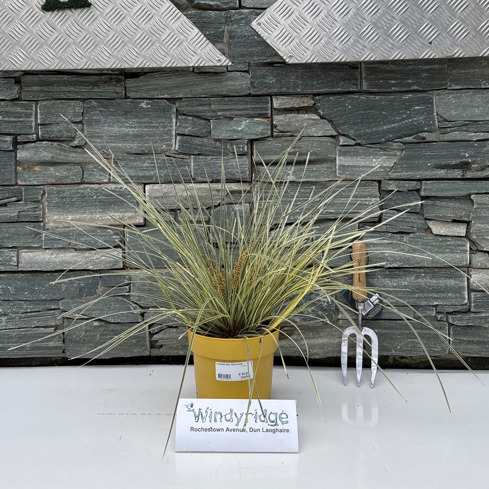 Lomandra long. 'White Sands'