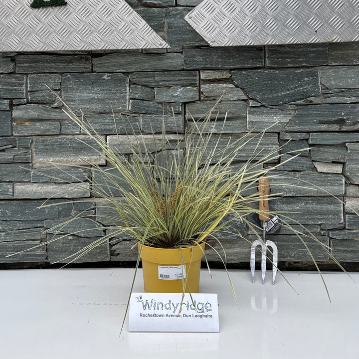Lomandra long. 'White Sands'