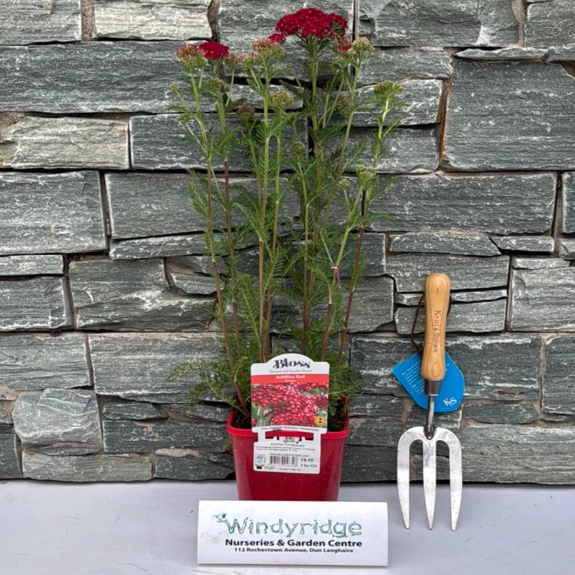 Achillea Millefolium Achillea Tutti Pomegranate (2Ltr Pot) - Herbaceous - Windyridge Garden Centre