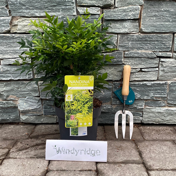 Nandina d Magical Lemon and Lime