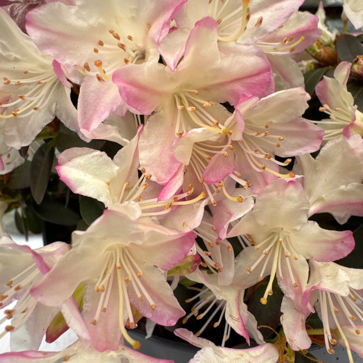 Rhododendron 'Ginny Gee' 20-25 Cm. - Shrubs - Windyridge Garden Centre