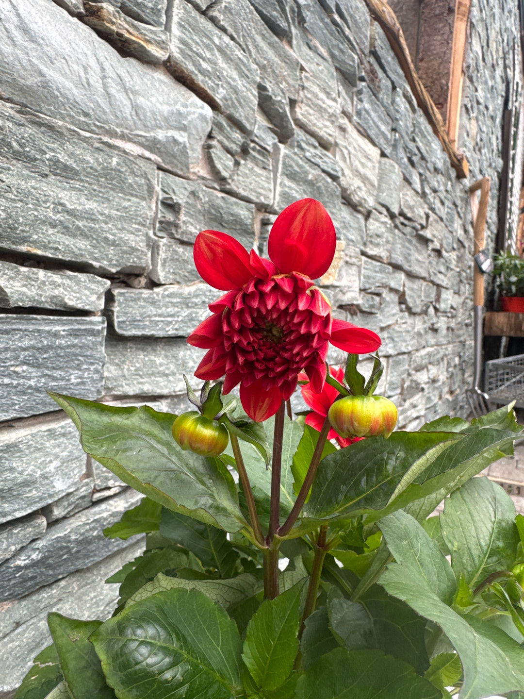 DAHLIA 'Arnhem'