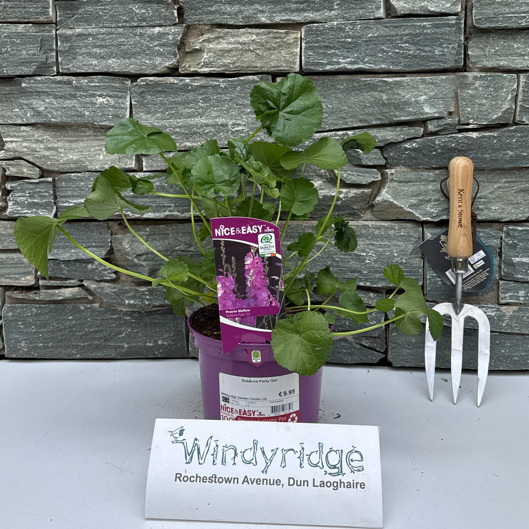 Sidalcea Party Girl - Herbaceous - Windyridge Garden Centre