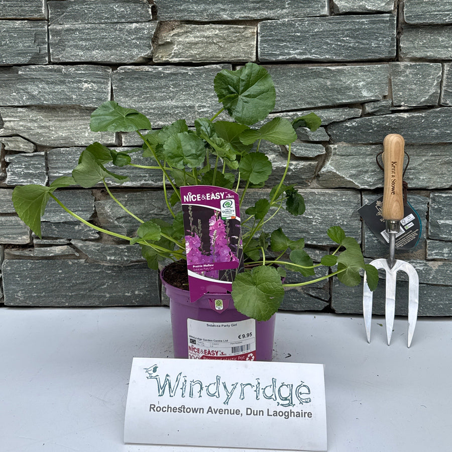 Sidalcea Party Girl - Herbaceous - Windyridge Garden Centre