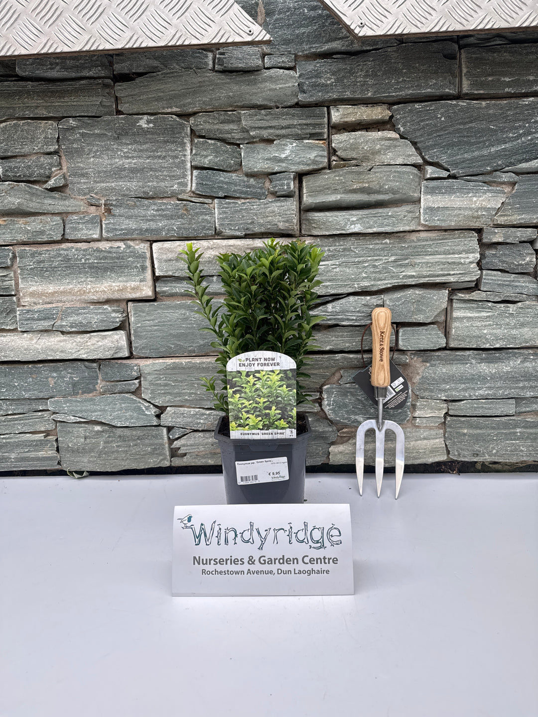 Euonymus jap. Green Spire  20-25 CM C2 square