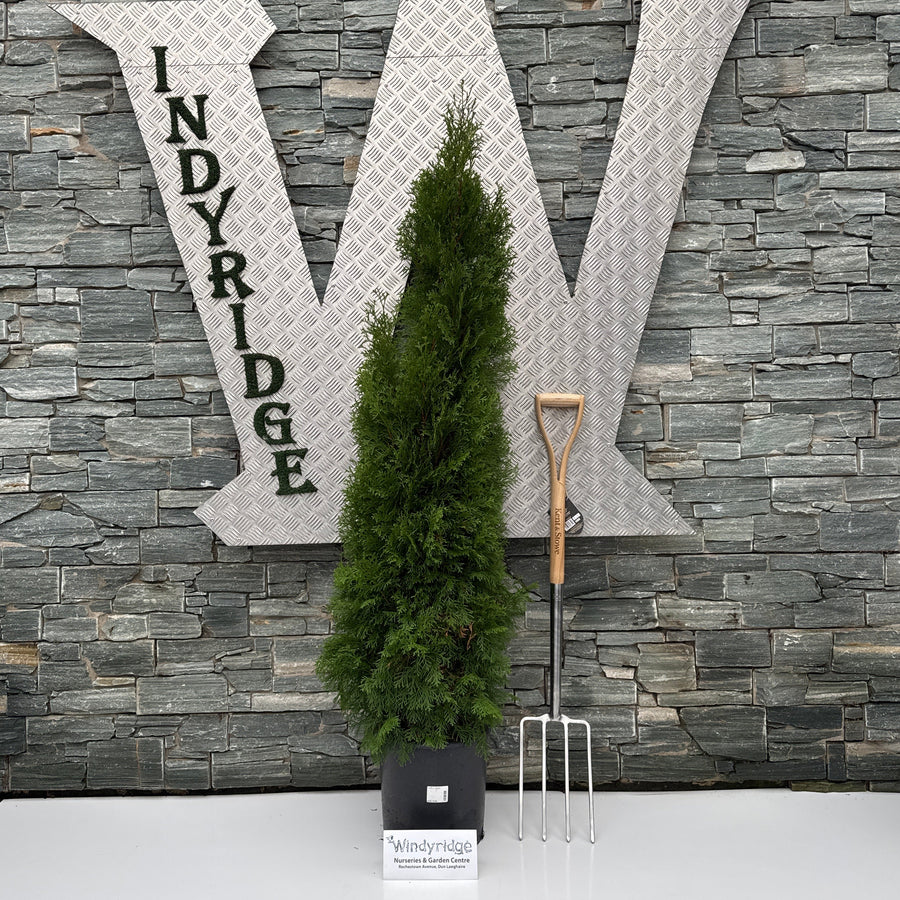 Thuja Occ. Smaragd - Shrubs - Windyridge Garden Centre