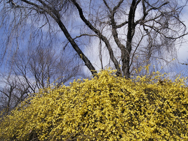 Jasminum-nudiflorum-Flower-2