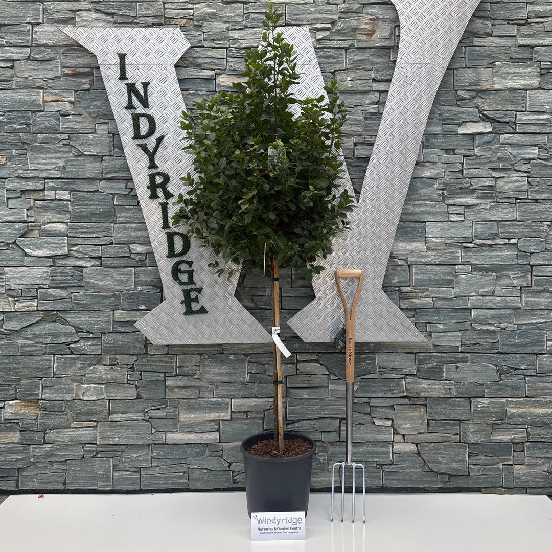 Decorative stone sculpture with a plant against a stone wall, featuring the text 'WIndyRidge'.