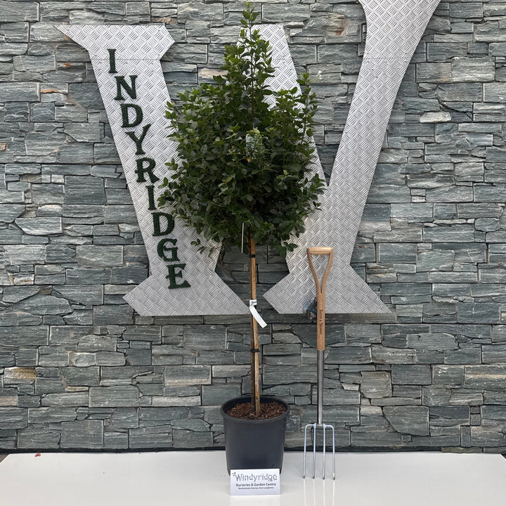 Decorative stone sculpture with a plant against a stone wall, featuring the text 'WIndyRidge'.