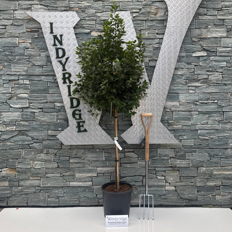 Decorative stone sculpture with a plant against a stone wall, featuring the text 'WIndyRidge'.