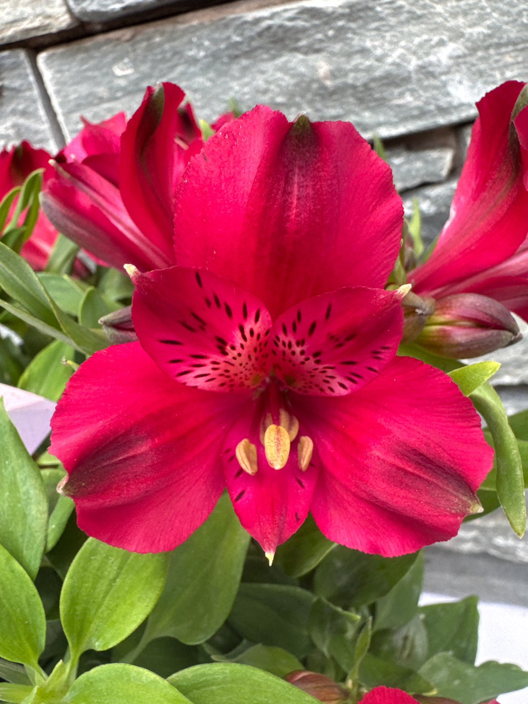 Alstroemeria Inticancha mix  P21