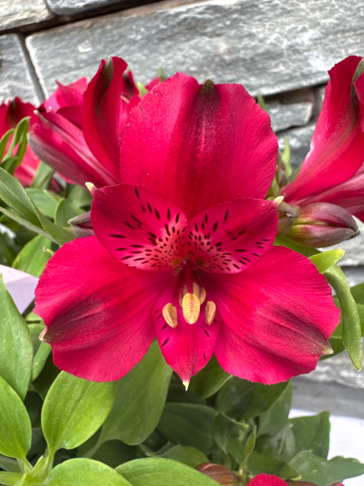 Alstroemeria Inticancha mix  P21