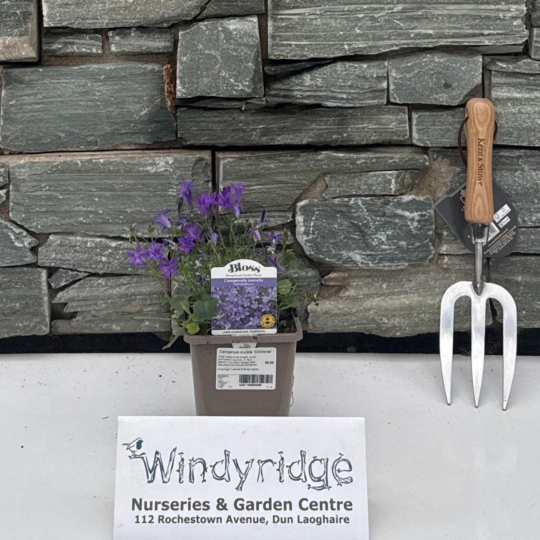 Campanula muralis 'Clockwise'