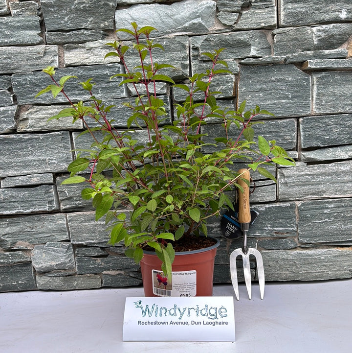 FUCHSIA Margaret