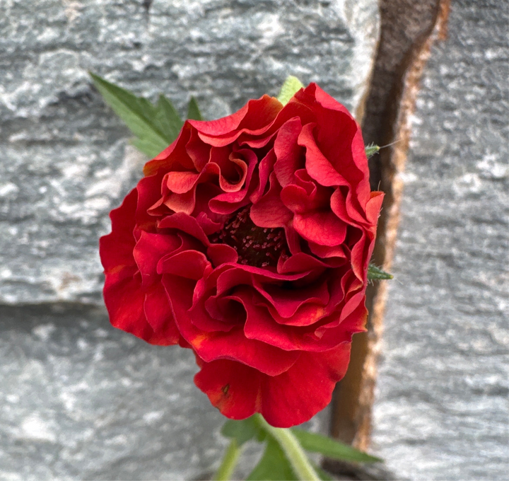 GEUM Firstarter