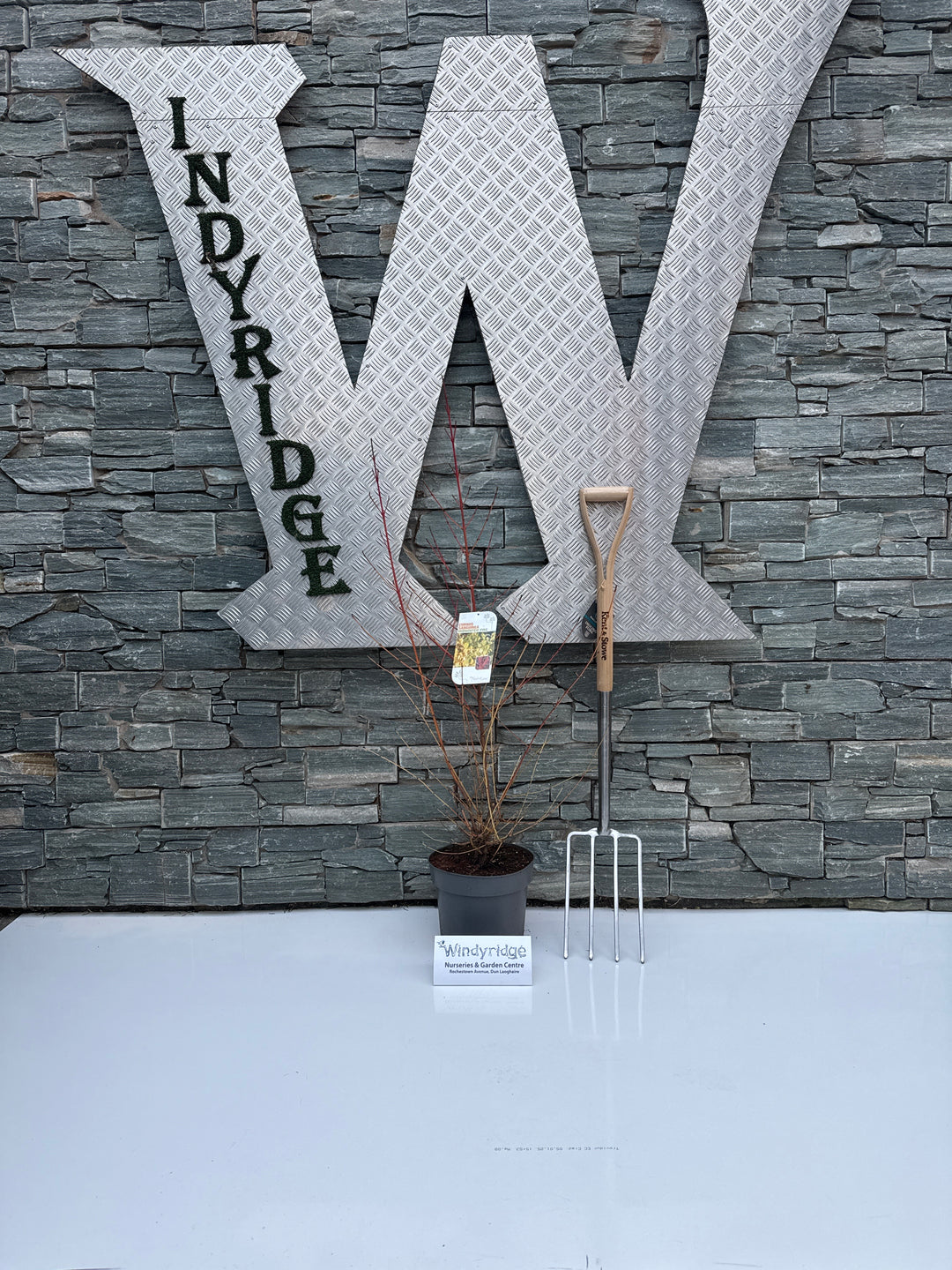 Cornus sang. Midwinter Fire