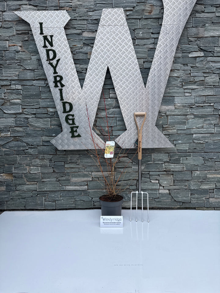 Cornus sang. Midwinter Fire