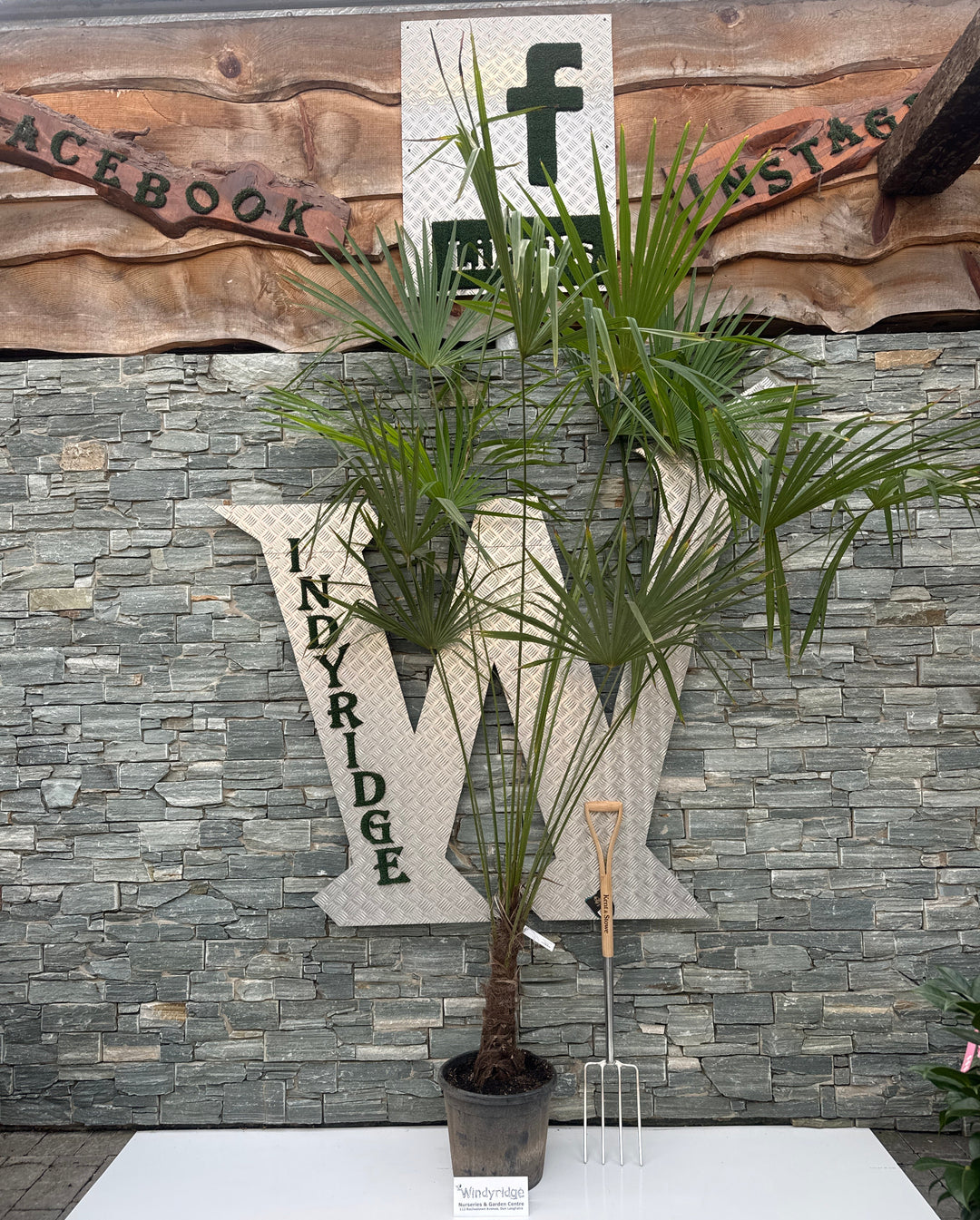 Trachycarpus Fortunei C12 280cm