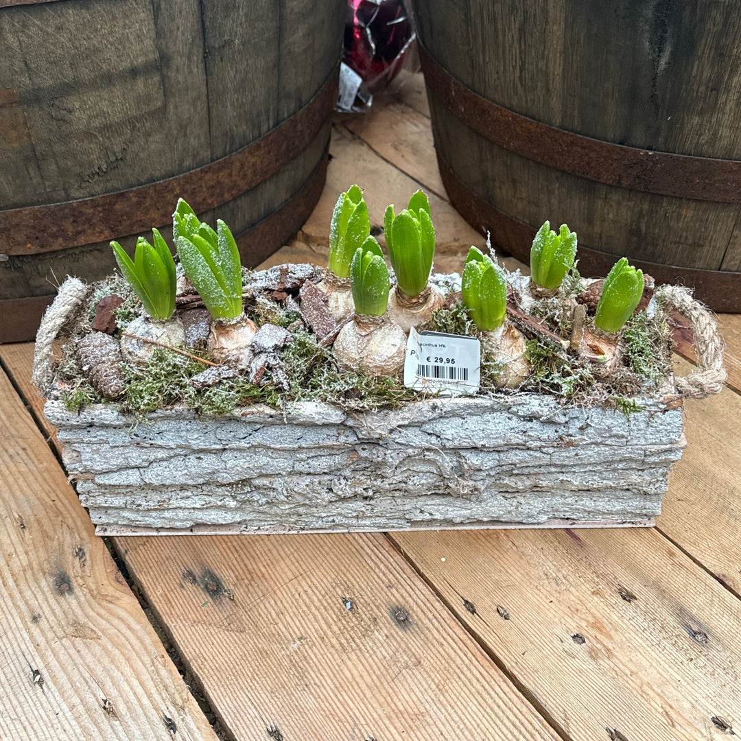 Hyacinthus Arr. Winter in Houten Tray