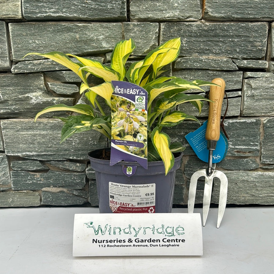 Hosta 'Orange Marmalade' Â® - Herbaceous - Windyridge Garden Centre