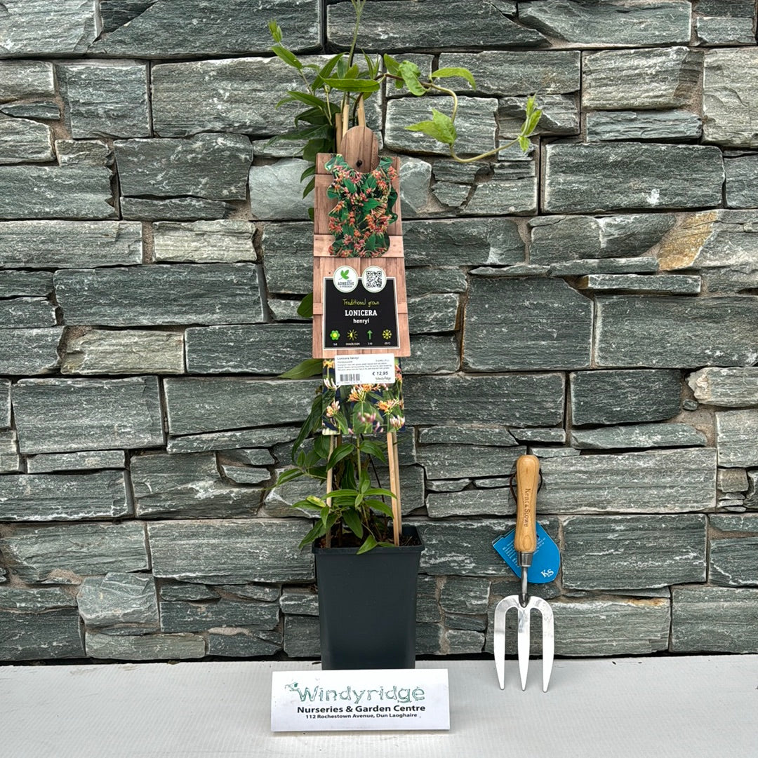 Lonicera henryi  S-pot(2,25 L)
