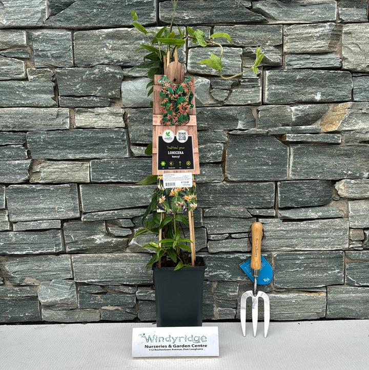 Lonicera henryi  S-pot(2,25 L)