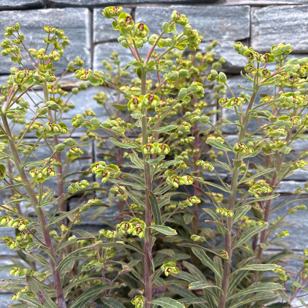 EUPHORBIA ASCOT RAINBOW