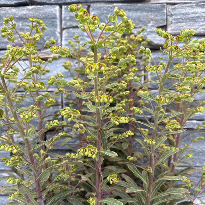 EUPHORBIA ASCOT RAINBOW