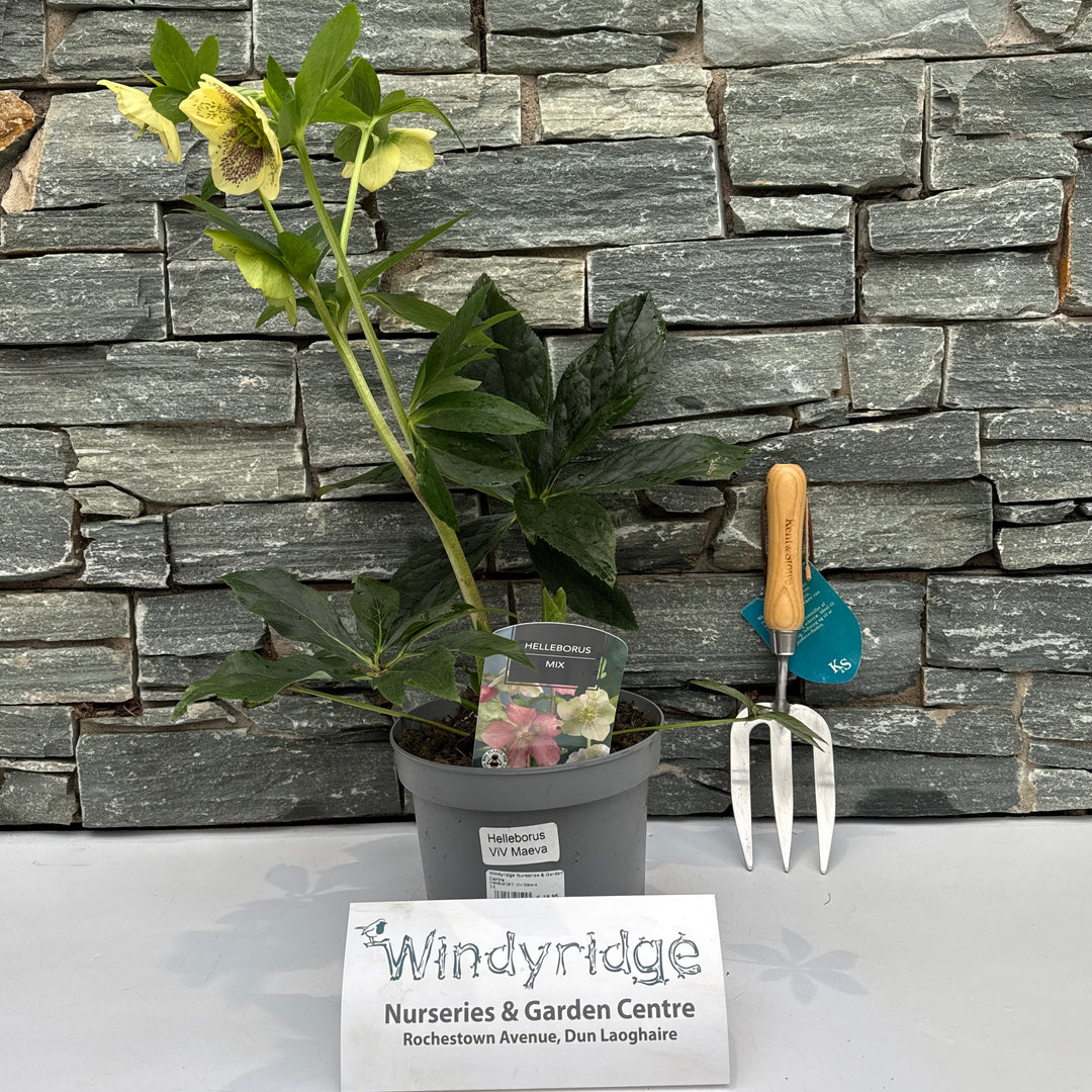 Helleborus h. Viv Maeva