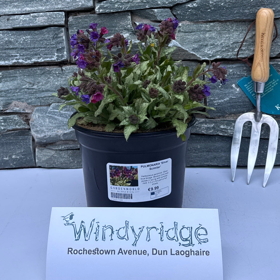 Pulmonaria Silver Scimitar - Herbaceous - Windyridge Garden Centre