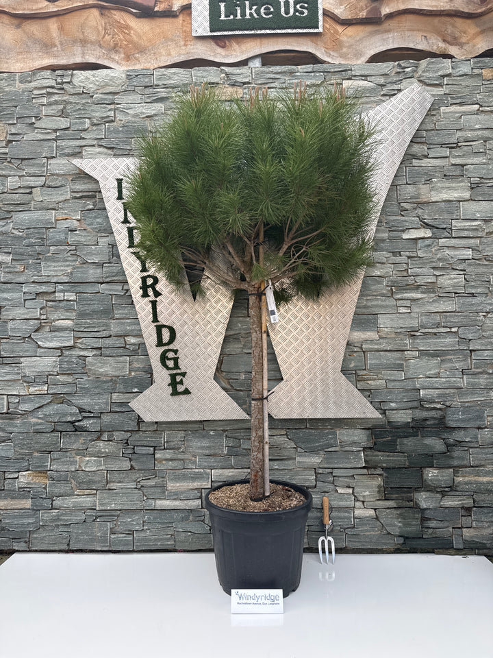 PINUS PINEA CLT 55 H 175 - 200 CM  CIRC. TR. 14 - 16 CM  1/2 STD